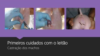 Primeiros cuidados com o leitão
Castração dos machos
 