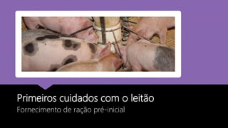 Primeiros cuidados com o leitão
Fornecimento de ração pré-inicial
 