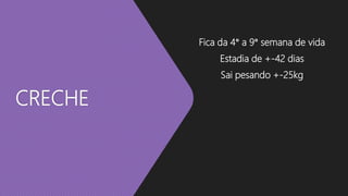CRECHE
Fica da 4° a 9° semana de vida
Estadia de +-42 dias
Sai pesando +-25kg
 