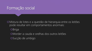 Formação social
Mistura de lotes e a questão de hierarquia entre os leitões
pode resultar em comportamentos anormais:
Briga
Morder a cauda e orelhas dos outros leitões
Sucção de umbigo
 
