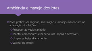 Ambiência e manejo dos lotes
Boas práticas de higiene, sanitização e manejo influenciam na
adaptação dos leitões
Proceder ao vazio sanitário
Manter comedouros e bebedouros limpos e acessíveis
Limpar as baias diariamente
Vacinar os leitões
 