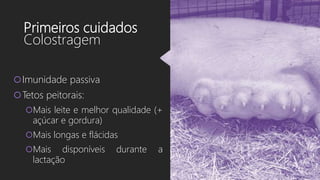 Primeiros cuidados
Colostragem
Imunidade passiva
Tetos peitorais:
Mais leite e melhor qualidade (+
açúcar e gordura)
Mais longas e flácidas
Mais disponíveis durante a
lactação
 