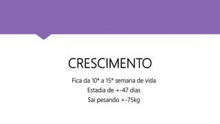 CRESCIMENTO
Fica da 10° a 15° semana de vida
Estadia de +-47 dias
Sai pesando +-75kg
 