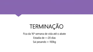 TERMINAÇÃO
Fica da 16° semana de vida até o abate
Estadia de +-20 dias
Sai pesando +-100kg
 
