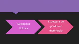 Deposição
lipídica
Espessura de
gordura e
marmoreio
 