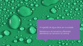 A ingestão de água deve ser a vontade
Bebedouros de tamanhos diferentes
atendendo ao tamanho do animal
 