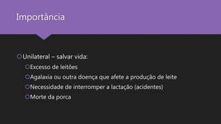Importância
Unilateral – salvar vida:
Excesso de leitões
Agalaxia ou outra doença que afete a produção de leite
Necessidade de interromper a lactação (acidentes)
Morte da porca
 