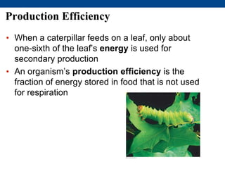 Production Efficiency
• When a caterpillar feeds on a leaf, only about
one-sixth of the leaf’s energy is used for
secondary production
• An organism’s production efficiency is the
fraction of energy stored in food that is not used
for respiration
 