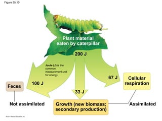 Plant material
eaten by caterpillar
Growth (new biomass;
secondary production)
Cellular
respiration
Assimilated
Feces
Not assimilated
100 J
33 J
67 J
200 J
Figure 55.10
Joule (J) is the
common
measurement unit
for energy.
 