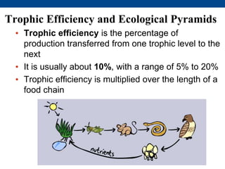 Trophic Efficiency and Ecological Pyramids
• Trophic efficiency is the percentage of
production transferred from one trophic level to the
next
• It is usually about 10%, with a range of 5% to 20%
• Trophic efficiency is multiplied over the length of a
food chain
 