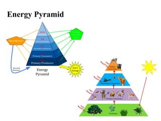 Energy Pyramid
 