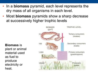 • In a biomass pyramid, each level represents the
dry mass of all organisms in each level.
• Most biomass pyramids show a sharp decrease
at successively higher trophic levels
Biomass is
plant or animal
material used
as fuel to
produce
electricity or
heat.
 