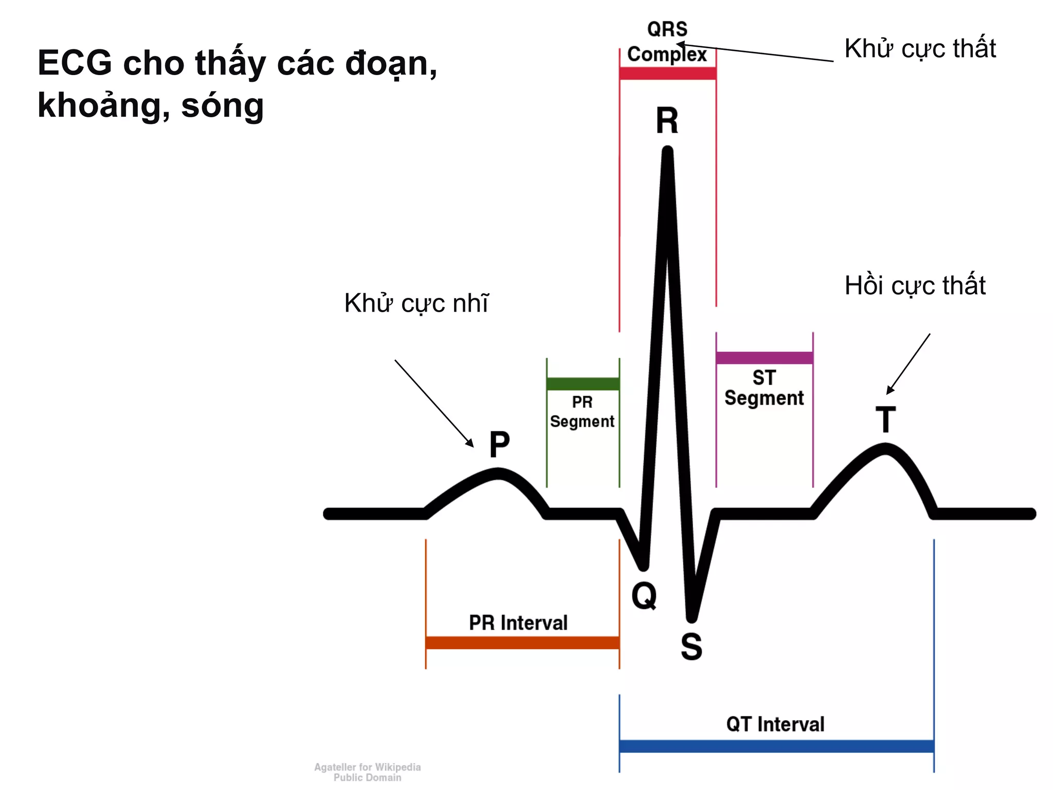 ECG cho thấy các đoạn,
khoảng, sóng
Khử cực nhĩ
Khử cực thất
Hồi cực thất
 