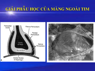 GIAÛI PHAÃU HOÏC CUÛA MAØNG NGOAØI TIM
 