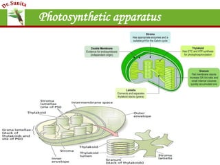 Introduction Photosynthesis Photosynthesis - Introduction | PPT