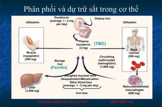 Phân phối và dự trữ sắt trong cơ thể
Dietary iron
Utilization Utilization
Duodenum
(average, 1 - 2 mg
per day)
Muscle
(myoglobin)
(300 mg)
Liver
(1,000 mg)
Bone
marrow
(300 mg)
Circulating
erythrocytes
(hemoglobin)
(1,800 mg)
Reticuloendothelial
macrophages
(600 mg)
Sloughed mucosal cells
Desquamation/Menstruation
Other blood loss
(average, 1 - 2 mg per day)
Storage
iron
Plasma
transferrin
(3 mg)
Iron loss
(Ferritin)
(TIBC)
Tổng số lượng sắt trong cơ thể 3000-4000 mg
 