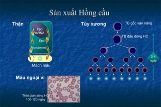 Sản xuất Hồng cầu
Thận
thụ cảm oxi
Epo
mRNA
Epo
Mạch máu
Tủy xương TB gốc vạn năng
TB đầu dòng HC
3-4
ngày
Máu ngoại vi
Thời gian sống HC
100-120 ngày
 