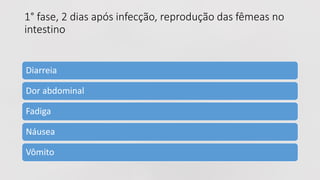 Diarreia
Dor abdominal
Fadiga
Náusea
Vômito
1° fase, 2 dias após infecção, reprodução das fêmeas no
intestino
 