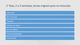 Febre alta
Dor muscular
Fraqueza
Inchaço no rosto
Dor de cabeça
Fotossensibilização
Conjuntivite
2° fase, 2 a 3 semanas, larvas migram para os músculos
 