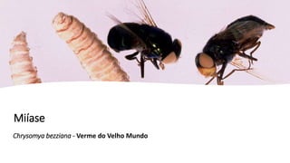 Miíase
Chrysomya bezziana - Verme do Velho Mundo
 