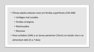 • Fêmea adulta colocam ovos em feridas superficiais (150-200)
• Umbigos mal curados
• Feridas cirúrgicas
• Machucados
• Mucosas
• Ovos eclodem (24h) e as larvas penetram (15cm) no tecido vivo e se
alimentam dele (5 a 7 dias)
 