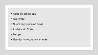 • Porco de orelha azul
• Sus scrofa
• Nunca registrada no Brasil
• América do Norte
• Europa
• Significativa economicamente
 
