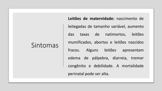 Sintomas
Leitões de maternidade: nascimento de
leitegadas de tamanho variável, aumento
das taxas de natimortos, leitões
mumificados, abortos e leitões nascidos
fracos. Alguns leitões apresentam
edema de pálpebra, diarreia, tremor
congênito e debilidade. A mortalidade
perinatal pode ser alta.
 
