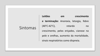 Sintomas
Leitões em crescimento
e terminação: Anorexia, letargia, febre
(40°C-42°C), retardo no
crescimento, pelos eriçados, cianose na
pele e orelhas, aumento da mortalidade,
sinais respiratórios como dispneia.
 