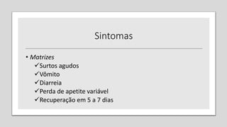 Sintomas
• Matrizes
Surtos agudos
Vômito
Diarreia
Perda de apetite variável
Recuperação em 5 a 7 dias
 