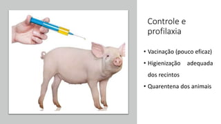 Controle e
profilaxia
• Vacinação (pouco eficaz)
• Higienização adequada
dos recintos
• Quarentena dos animais
 