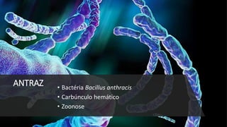 ANTRAZ • Bactéria Bacillus anthracis
• Carbúnculo hemático
• Zoonose
 
