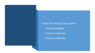 • Tipos de infecção nos suínos:
Antraz faríngeo
Antraz intestinal
Antraz sistêmico
 