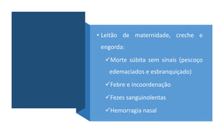 • Leitão de maternidade, creche e
engorda:
Morte súbita sem sinais (pescoço
edemaciados e esbranquiçado)
Febre e incoordenação
Fezes sanguinolentas
Hemorragia nasal
 