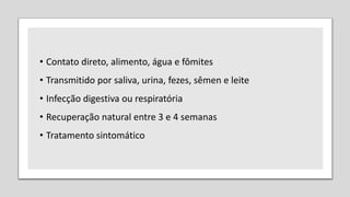 • Contato direto, alimento, água e fômites
• Transmitido por saliva, urina, fezes, sêmen e leite
• Infecção digestiva ou respiratória
• Recuperação natural entre 3 e 4 semanas
• Tratamento sintomático
 