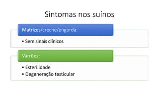Sintomas nos suínos
• Sem sinais clínicos
Matrizes/creche/engorda:
• Esterilidade
• Degeneração testicular
Varrões:
 