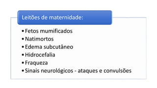 •Fetos mumificados
•Natimortos
•Edema subcutâneo
•Hidrocefalia
•Fraqueza
•Sinais neurológicos - ataques e convulsões
Leitões de maternidade:
 