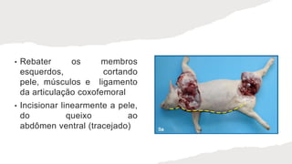 • Rebater os membros
esquerdos, cortando
pele, músculos e ligamento
da articulação coxofemoral
• Incisionar linearmente a pele,
do queixo ao
abdômen ventral (tracejado)
 