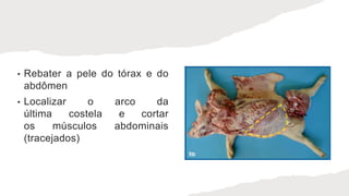 • Rebater a pele do tórax e do
abdômen
• Localizar o arco da
última costela e cortar
os músculos abdominais
(tracejados)
 