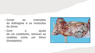 • Cortar as inserções
do diafragma e os músculos
do dorso
• Com a ajuda
de um costótomo, remover as
costelas como um bloco
(tracejados)
 