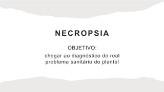 NECROPSIA
OBJETIVO:
chegar ao diagnóstico do real
problema sanitário do plantel
 