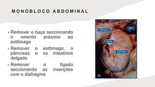 • Remover o baço seccionando
o omento próximo ao
estômago
• Remover o estômago, o
pâncreas e os intestinos
delgado
• Remover o fígado
seccionando as inserções
com o diafragma
M O N O B L O C O A B D O M I N A L
 