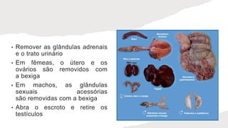 • Remover as glândulas adrenais
e o trato urinário
• Em fêmeas, o útero e os
ovários são removidos com
a bexiga
• Em machos, as glândulas
sexuais acessórias
são removidas com a bexiga
• Abra o escroto e retire os
testículos
 