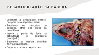 • Localizar a articulação atlanto-
occipital pelo aspecto ventral
• Seccionar os músculos do
pescoço, atrás dos arcos da
mandíbula
• Inserir a ponta da faca na
articulação e desfazê-la
(tracejado)
• Seccionar a medula espinhal
cervical (asterisco)
• Separar a cabeça do pescoço
D E S A R T I C U L A Ç Ã O D A C A B E Ç A
 