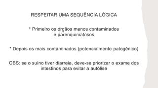 RESPEITAR UMA SEQUÊNCIA LÓGICA
* Primeiro os órgãos menos contaminados
e parenquimatosos
* Depois os mais contaminados (potencialmente patogênico)
OBS: se o suíno tiver diarreia, deve-se priorizar o exame dos
intestinos para evitar a autólise
 