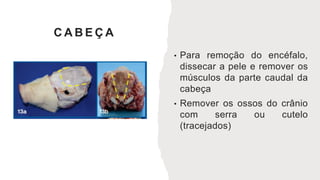 C A B E Ç A
• Para remoção do encéfalo,
dissecar a pele e remover os
músculos da parte caudal da
cabeça
• Remover os ossos do crânio
com serra ou cutelo
(tracejados)
 