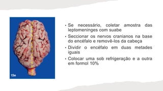 • Se necessário, coletar amostra das
leptomeninges com suabe
• Seccionar os nervos cranianos na base
do encéfalo e removê-los da cabeça
• Dividir o encéfalo em duas metades
iguais
• Colocar uma sob refrigeração e a outra
em formol 10%
 