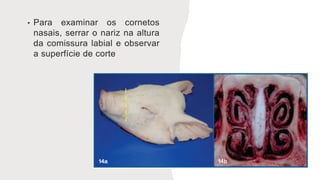 • Para examinar os cornetos
nasais, serrar o nariz na altura
da comissura labial e observar
a superfície de corte
 