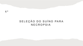 S E L E Ç Ã O D O S U Í N O PA R A
N E C R O P S I A
1 °
 