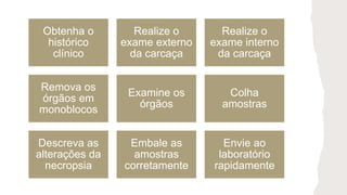 Obtenha o
histórico
clínico
Realize o
exame externo
da carcaça
Realize o
exame interno
da carcaça
Remova os
órgãos em
monoblocos
Examine os
órgãos
Colha
amostras
Descreva as
alterações da
necropsia
Embale as
amostras
corretamente
Envie ao
laboratório
rapidamente
 