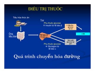 Quá trình chuyển hóa đường
Adapted from Kieffer TJ, Habener JF. Endocr Rev. 1999;20:876–913; Ahrén B. Curr Diab Rep. 2003;2:365–372; Drucker DJ. Diabetes
Care. 2003;26:2929–2940; Holst JJ. Diabetes Metab Res Rev. 2002;18:430–441.
Tiêu hóa thức ăn
Tế bào β
Tế bào α
Tụy
Phụ thuộc glucose
 Insulin từ tế bào β Hấp thu
glucose
tại cơ
Phụ thuộc glucose
 Glucagon từ
tế bào α
Ống
tiêu hóa
Sản xuất
glucose tại
gan
⇩ ĐM
ĐIỀU TRỊ THUỐC
 